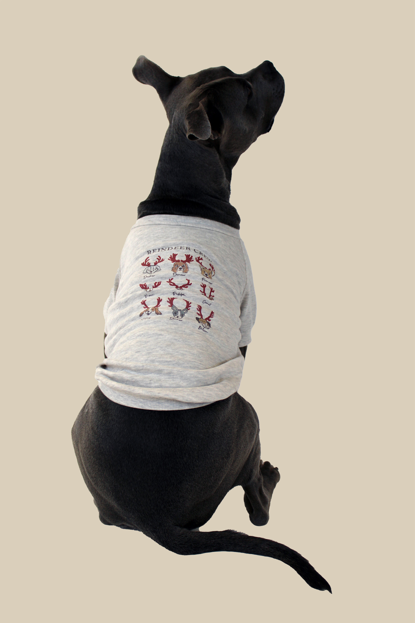 Reindeer Crew Pet Pullover